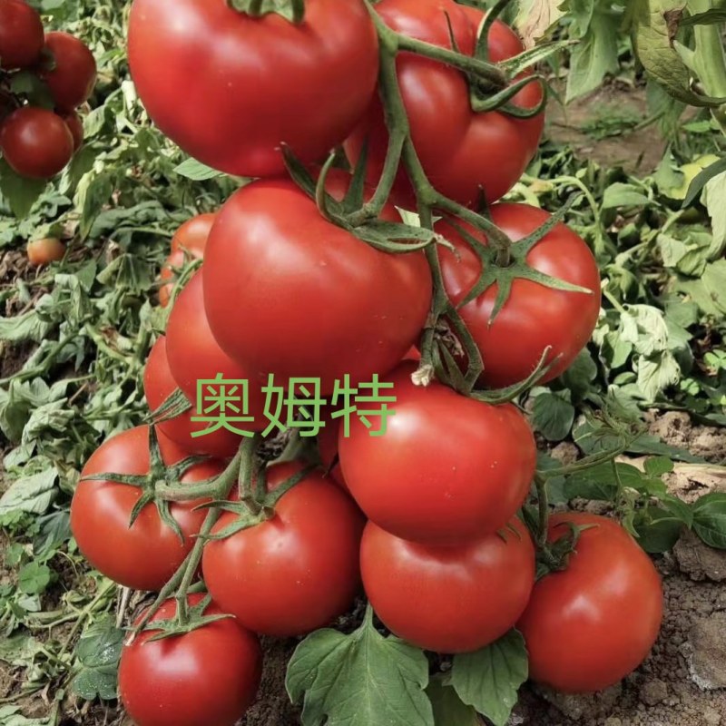 西红柿苗越夏秋延耐高温抗病毒精品大果连续坐果周期长高产