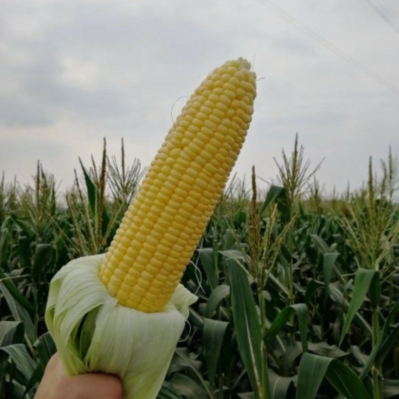 云南双色花超水果玉米大量上市超甜爆汁保质保量