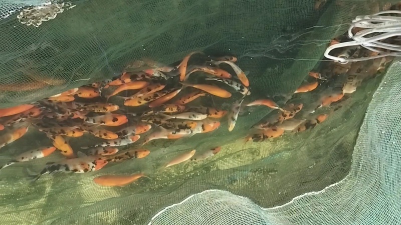 锦鲤鱼苗观赏鱼类花纹多品种纯适合公园池塘观赏