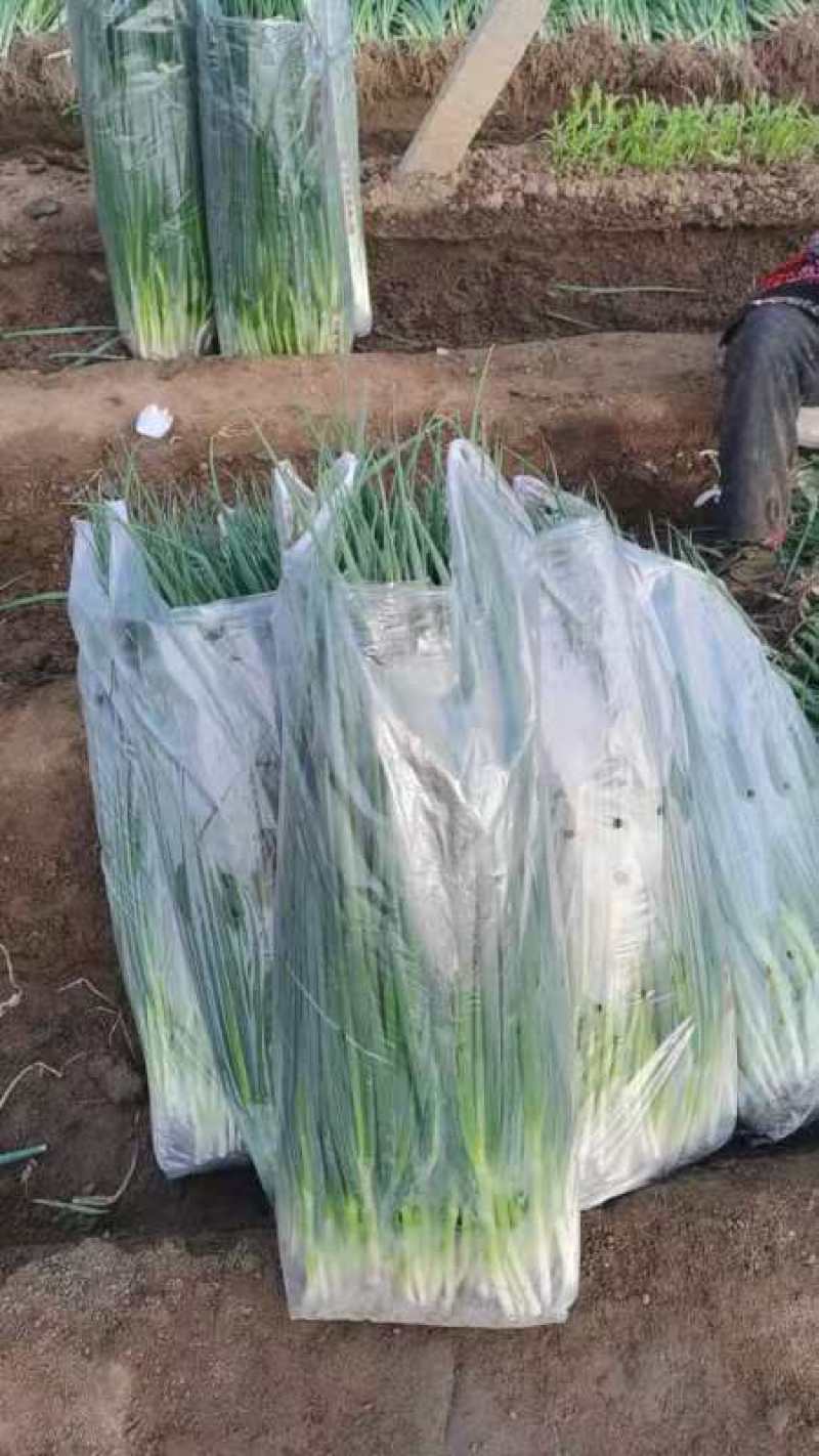 山东大棚小葱大量上市正在热卖中产地一手货源支持物流发货