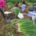 山东大棚小葱大量上市正在热卖中产地一手货源支持物流发货