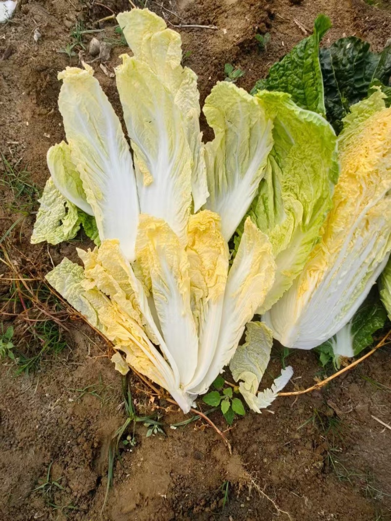 湖北精品黄心大白菜，3456标准包，产地一手货源