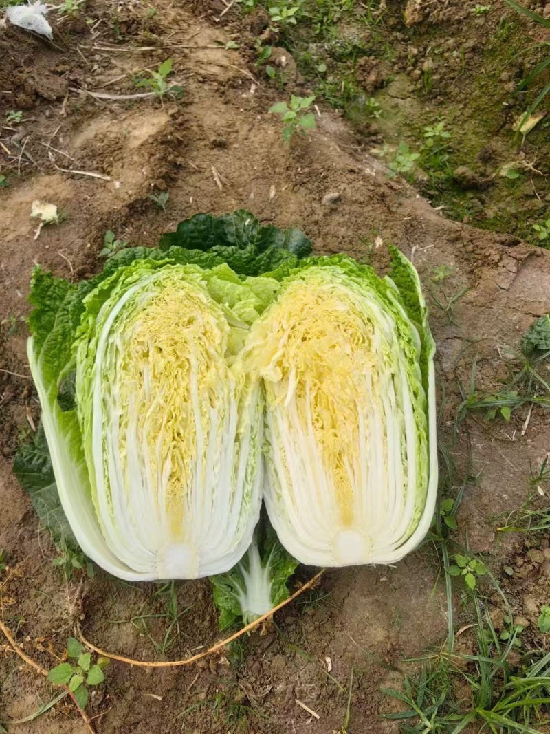 湖北精品黄心大白菜，3456标准包，产地一手货源