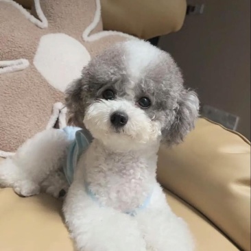 泰迪金毛拉布拉多贵宾柯基幼犬宠物犬长期合作供应