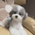 泰迪金毛拉布拉多贵宾柯基幼犬宠物犬长期合作供应