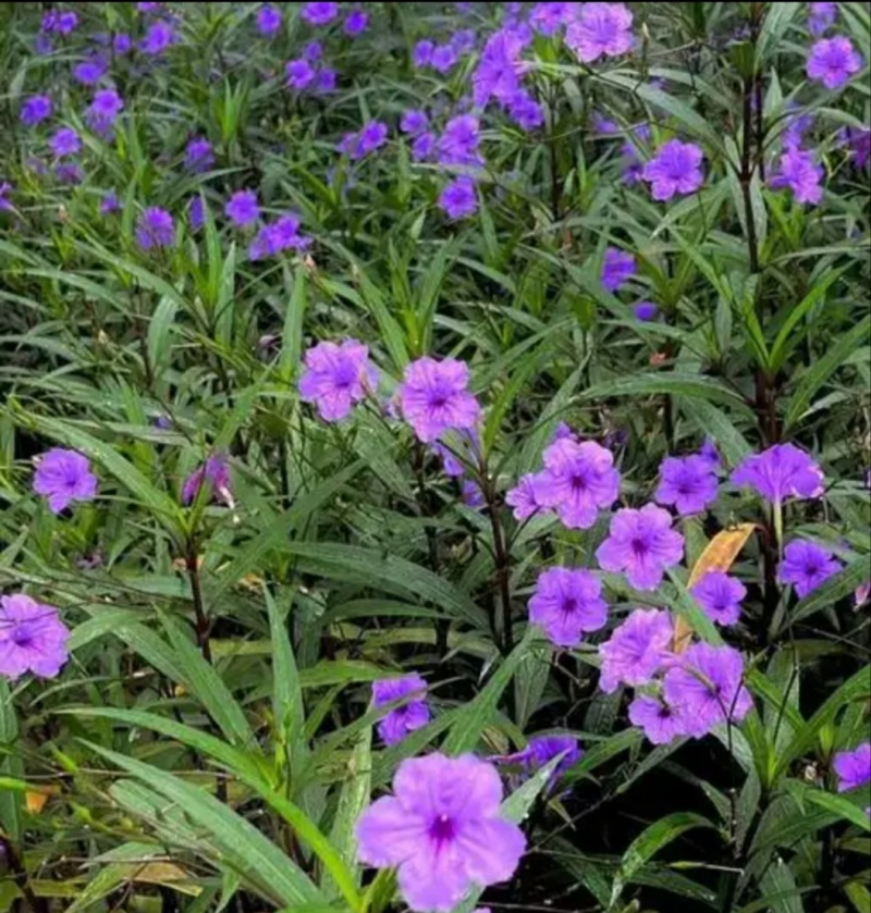 翠芦莉