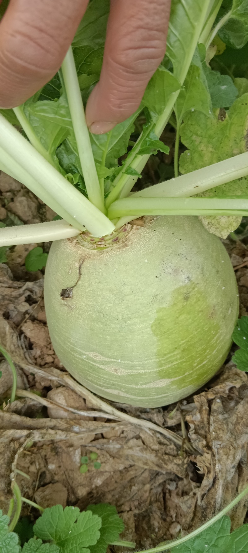 红心罗卜，水果罗卜，商品，下检。货源充足