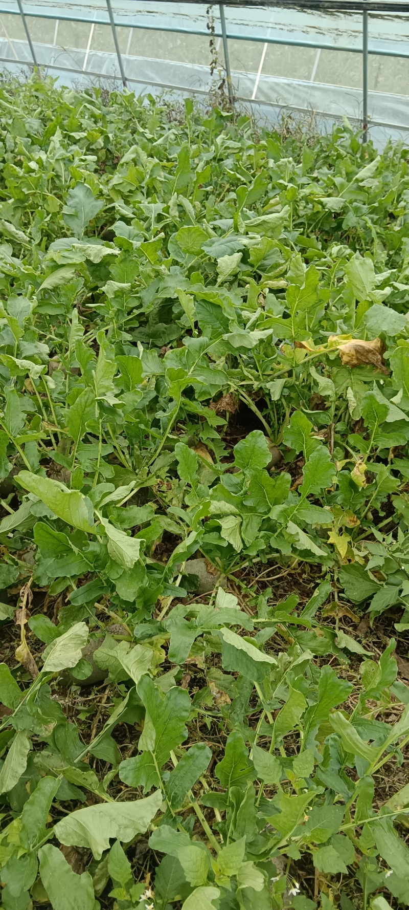 红心罗卜，水果罗卜，商品，下检。货源充足