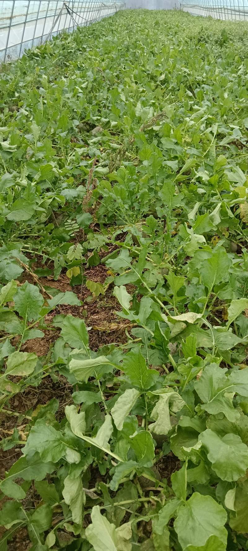 红心罗卜，水果罗卜，商品，下检。货源充足