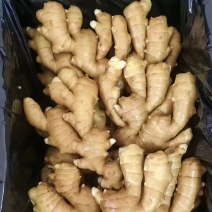 山东精品大黄姜，大量有货，价格便宜，对接全国电商大型超市