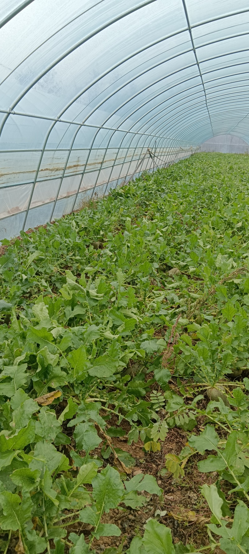 泾川县罗汉洞老赵蔬菜