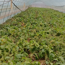 泾川县罗汉洞老赵蔬菜