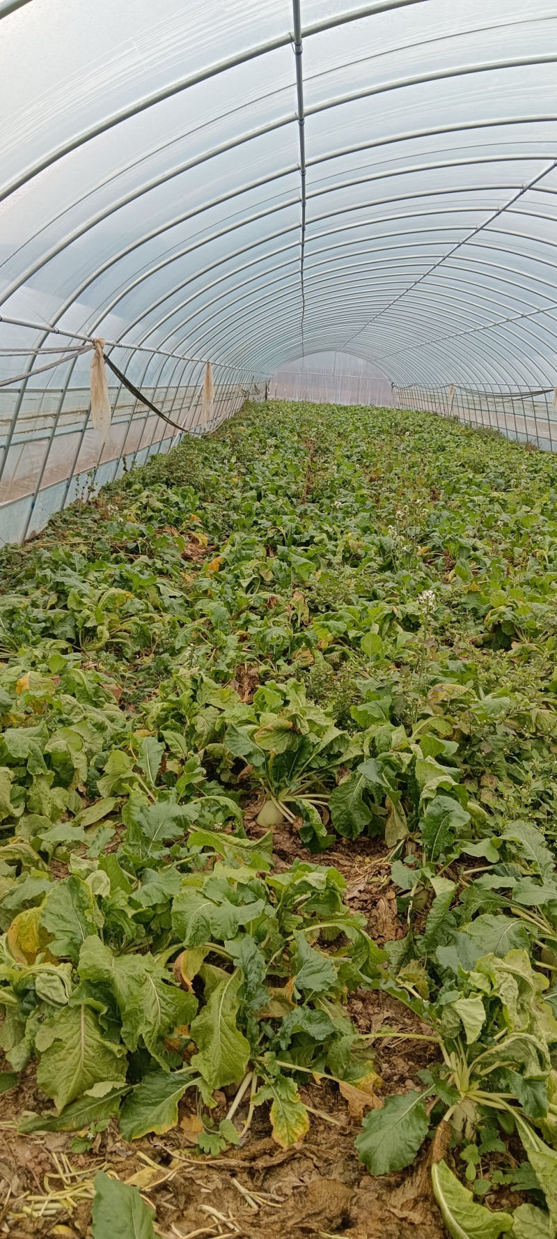 泾川县罗汉洞老赵蔬菜