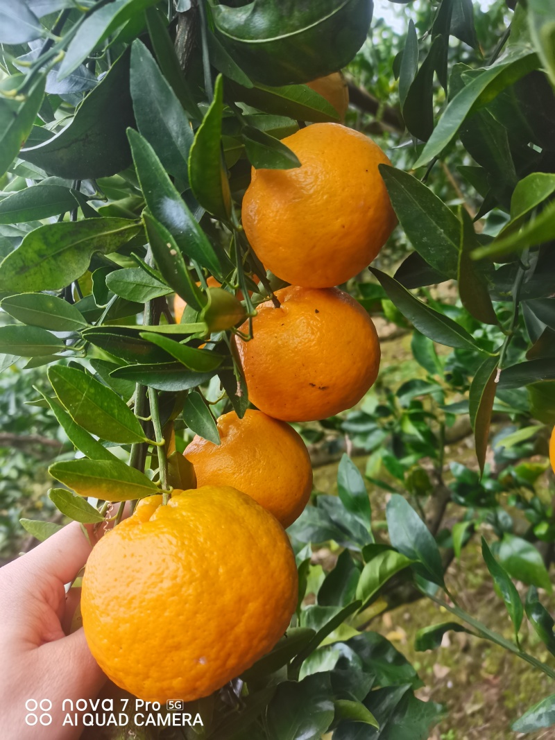《火爆》椪柑湖北椪柑大量上市。皮薄多汁个头大，一手货源
