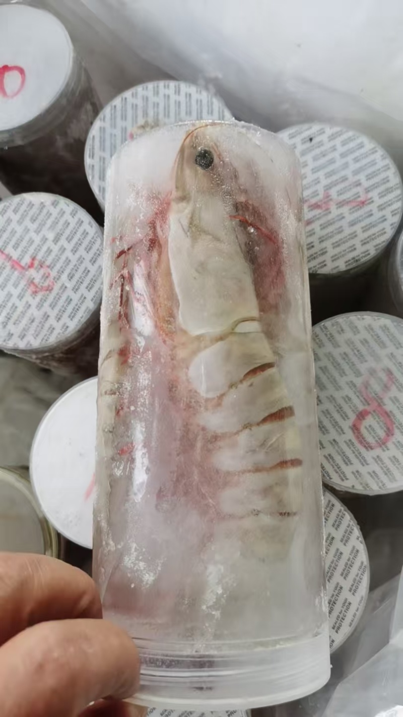 黑虎虾