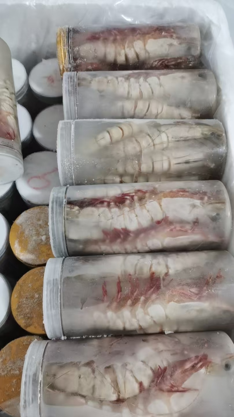 黑虎虾