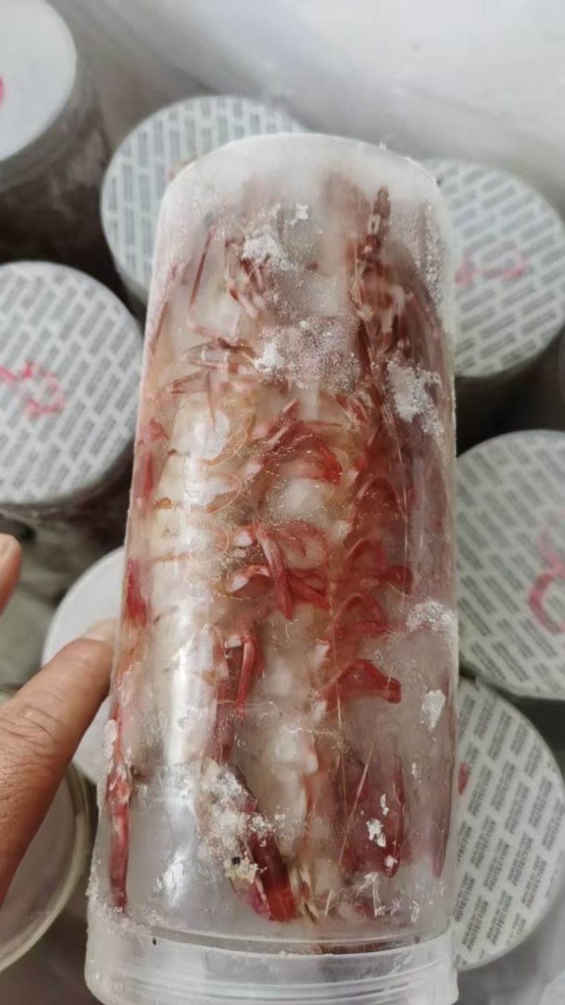 黑虎虾