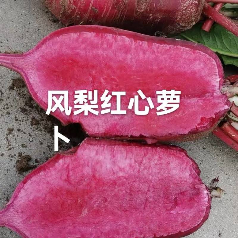 风梨红心萝卜山东省聊城市莘县魏庄镇基地直供