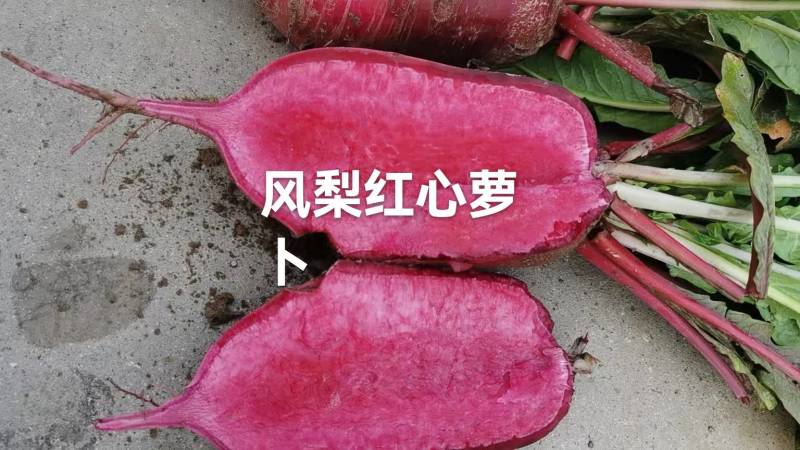 风梨红心萝卜山东省聊城市莘县魏庄镇基地直供