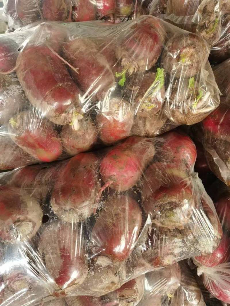 风梨红心萝卜山东省聊城市莘县魏庄镇基地直供