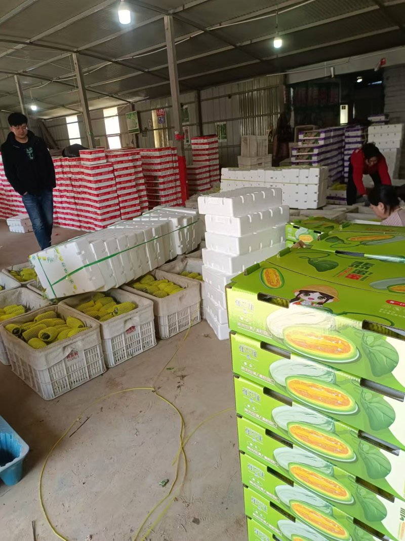 【实力】博洋九号甜瓜博羊9玻璃脆博洋72甜瓜产地量大口感