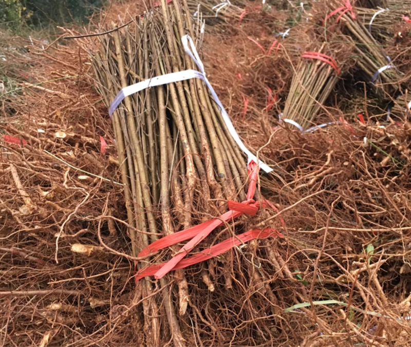 山桃树山桃苗实生桃苗沾木占地桃苗未嫁接桃苗