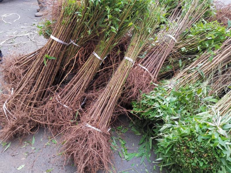 山桃树山桃苗实生桃苗沾木占地桃苗未嫁接桃苗