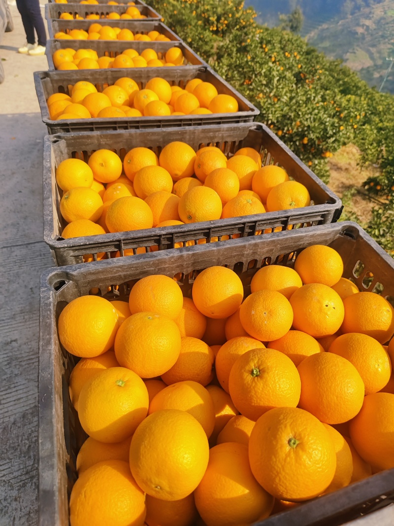 九月红大量上市口感纯甜皮薄多汁对接市场电商