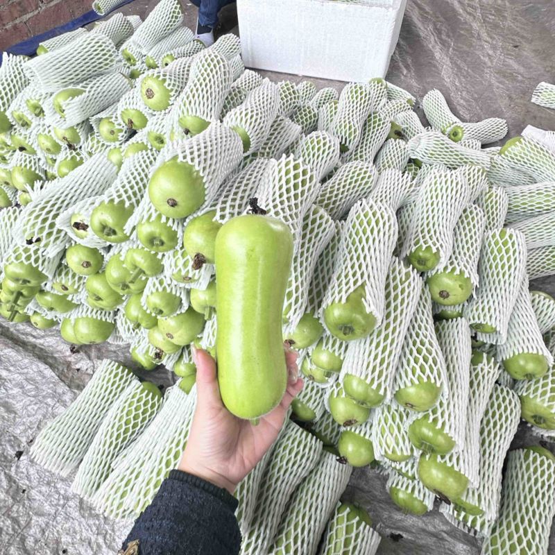 广东湛江蒲瓜，精品蒲瓜大量现货供应电商市场都可提供