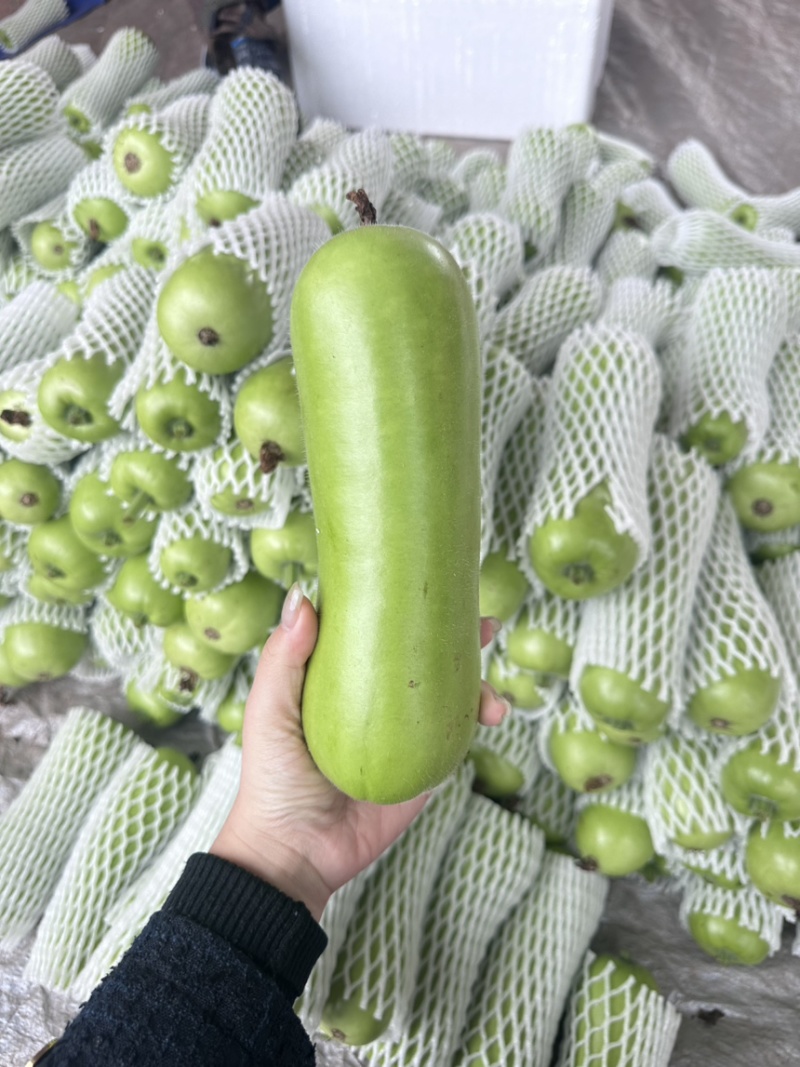 广东湛江蒲瓜，精品蒲瓜大量现货供应电商市场都可提供