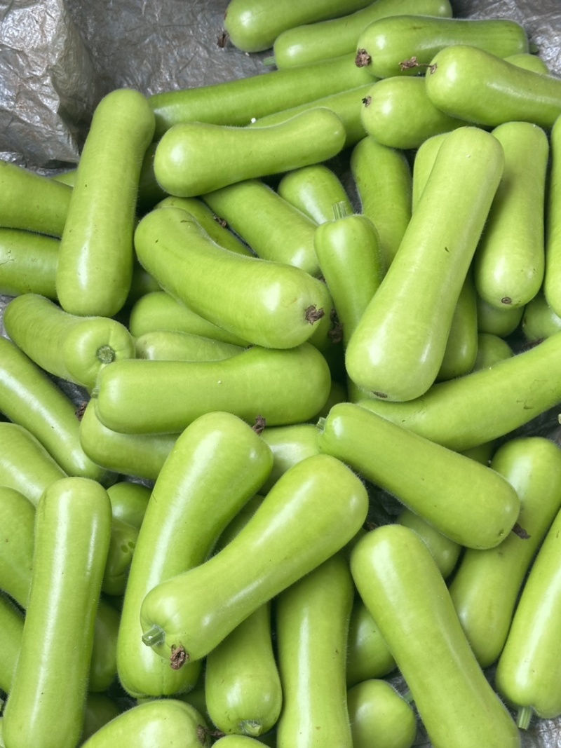 广东湛江蒲瓜，精品蒲瓜大量现货供应电商市场都可提供