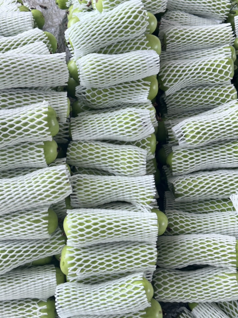 广东湛江蒲瓜，精品蒲瓜大量现货供应电商市场都可提供