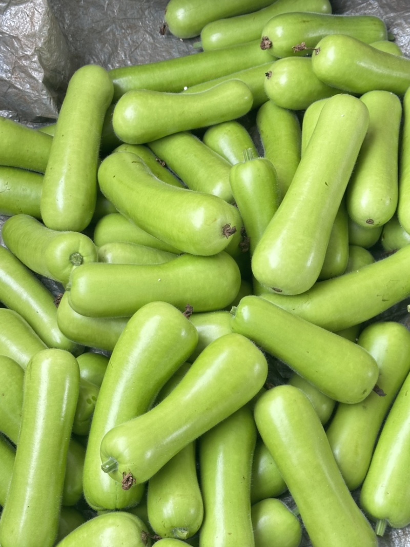 广东湛江蒲瓜，精品蒲瓜大量现货供应电商市场都可提供