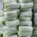 广东湛江蒲瓜，精品蒲瓜大量现货供应电商市场都可提供