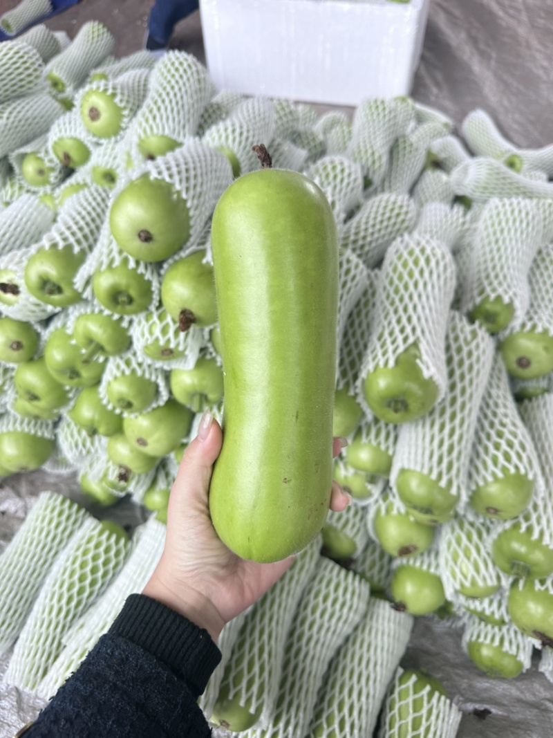 广东湛江蒲瓜，精品蒲瓜大量现货供应电商市场都可提供