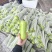 广东湛江蒲瓜，精品蒲瓜大量现货供应电商市场都可提供