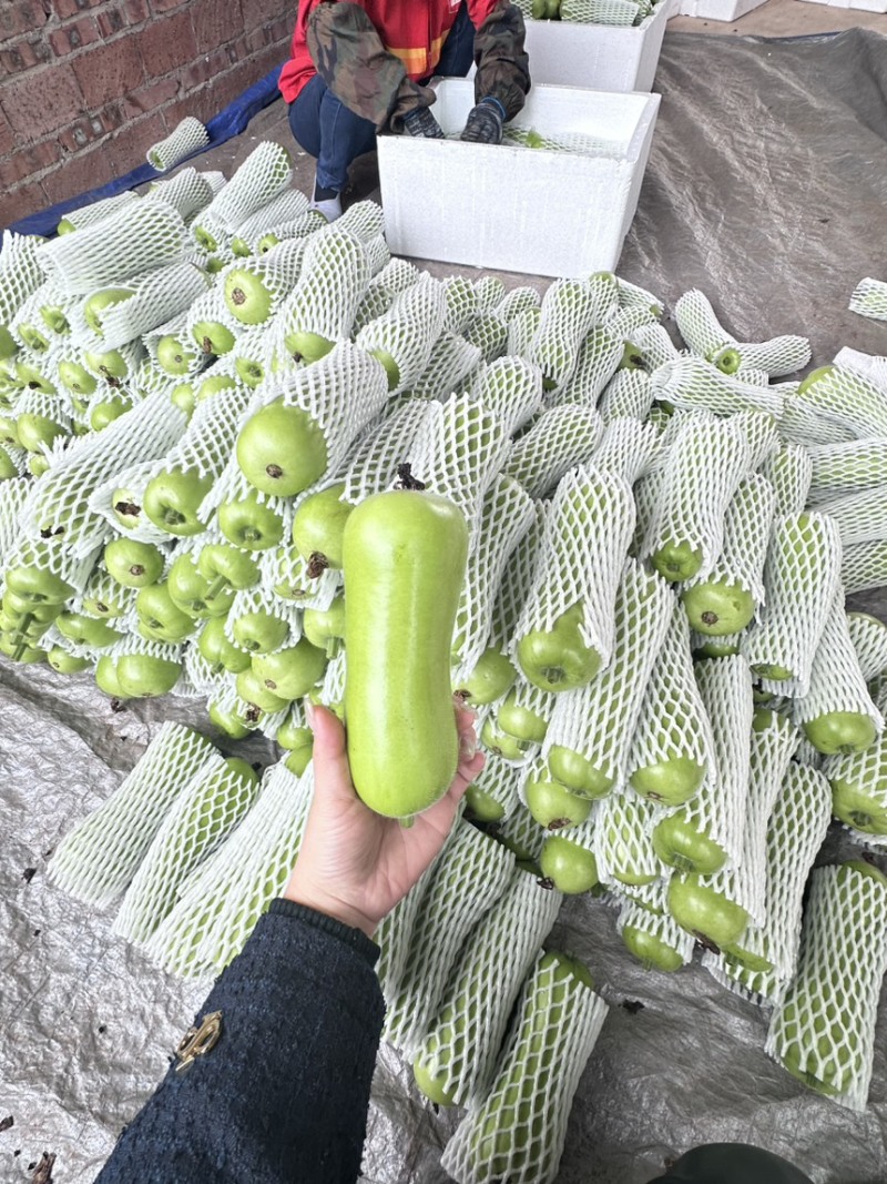 广东湛江蒲瓜，精品蒲瓜大量现货供应电商市场都可提供