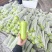 广东湛江蒲瓜，精品蒲瓜大量现货供应电商市场都可提供