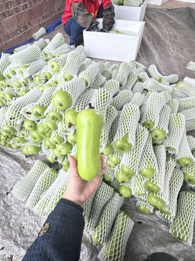广东湛江蒲瓜，精品蒲瓜大量现货供应电商市场都可提供
