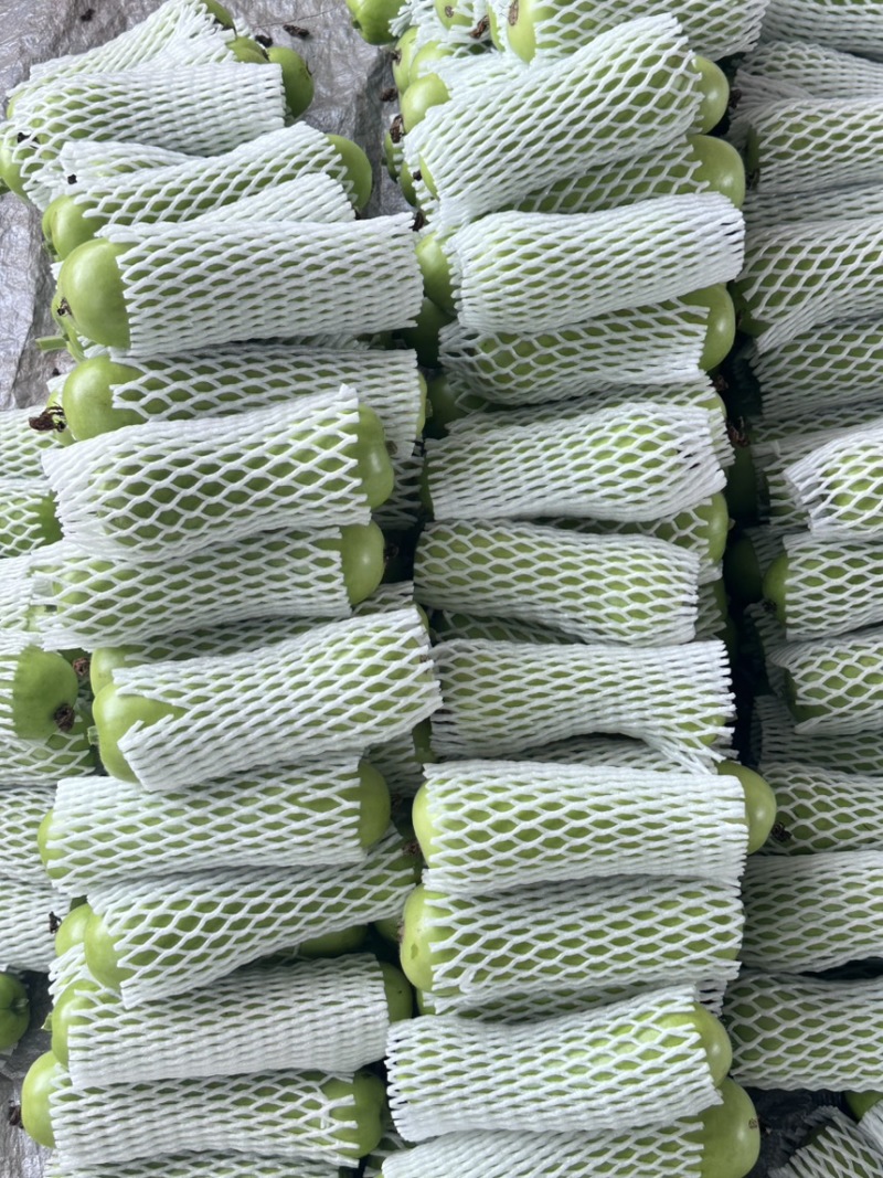广东湛江蒲瓜，精品蒲瓜大量现货供应电商市场都可提供