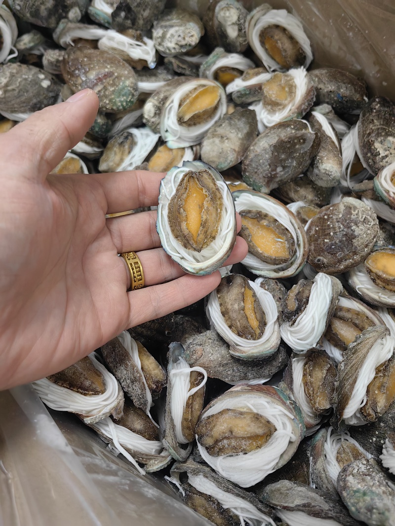 粉丝鲍鱼【鲍鱼工厂】酒店食材冻品扇贝粉丝烧烤食材冻品批发