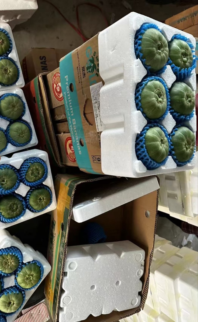 辽宁北镇精品绿宝甜瓜新鲜上市一件代发货源充足