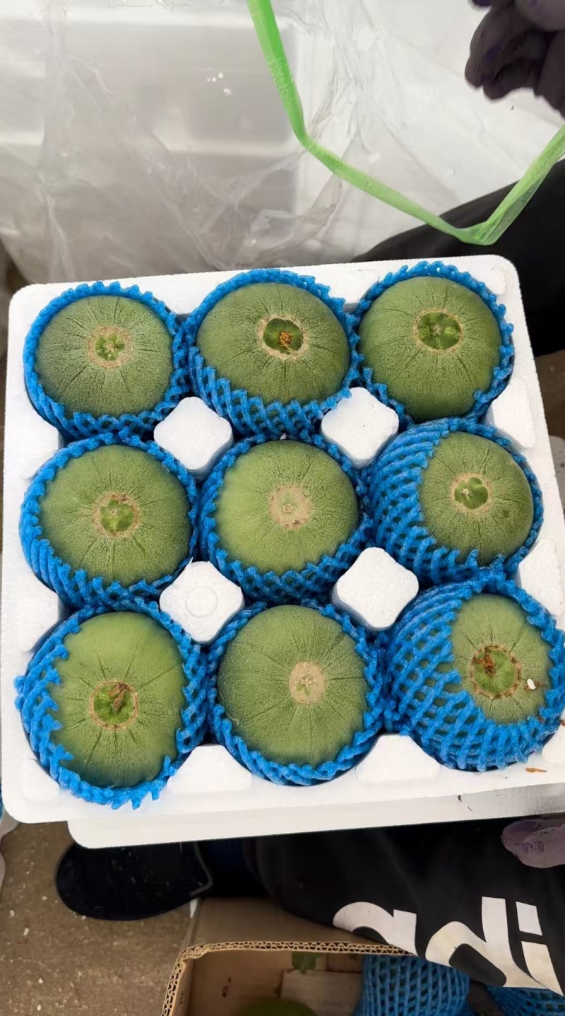 辽宁北镇精品绿宝甜瓜新鲜上市一件代发货源充足