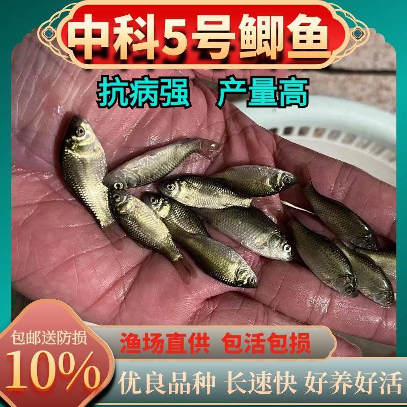 中科五号鲫鱼苗优质白鲫鱼苗彭泽鲫鱼苗中科5号鲫鱼苗