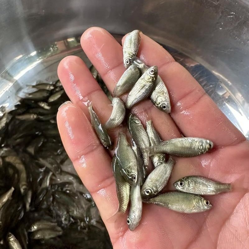 中科五号鲫鱼苗优质白鲫鱼苗彭泽鲫鱼苗中科5号鲫鱼苗