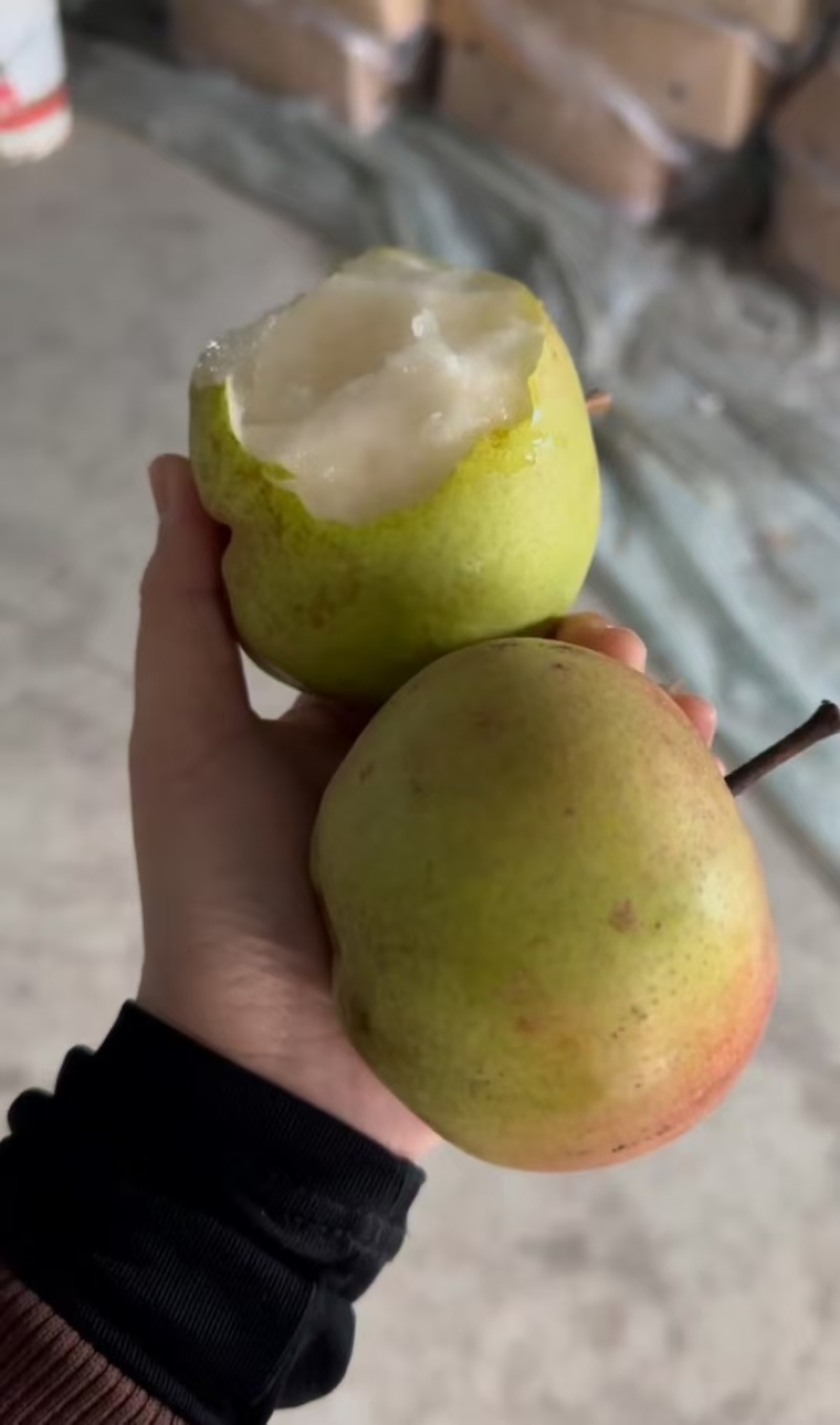 香水梨冻梨常年稳定现货电商合作联系我量大可谈