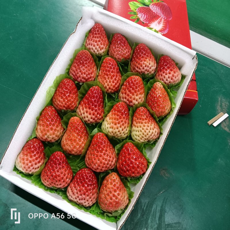 承接全国各大商超，市场批发，电商一件代发，糖葫芦，奶茶烘培！