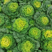 自家种植源头供应