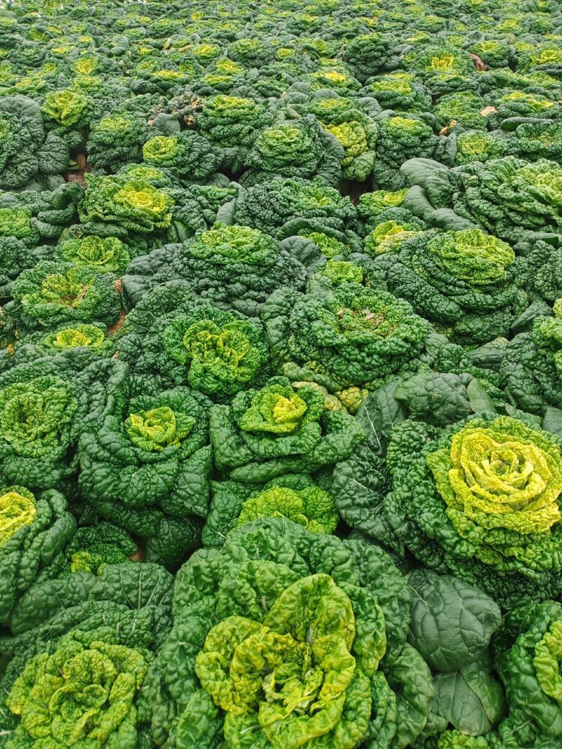 自家种植源头供应