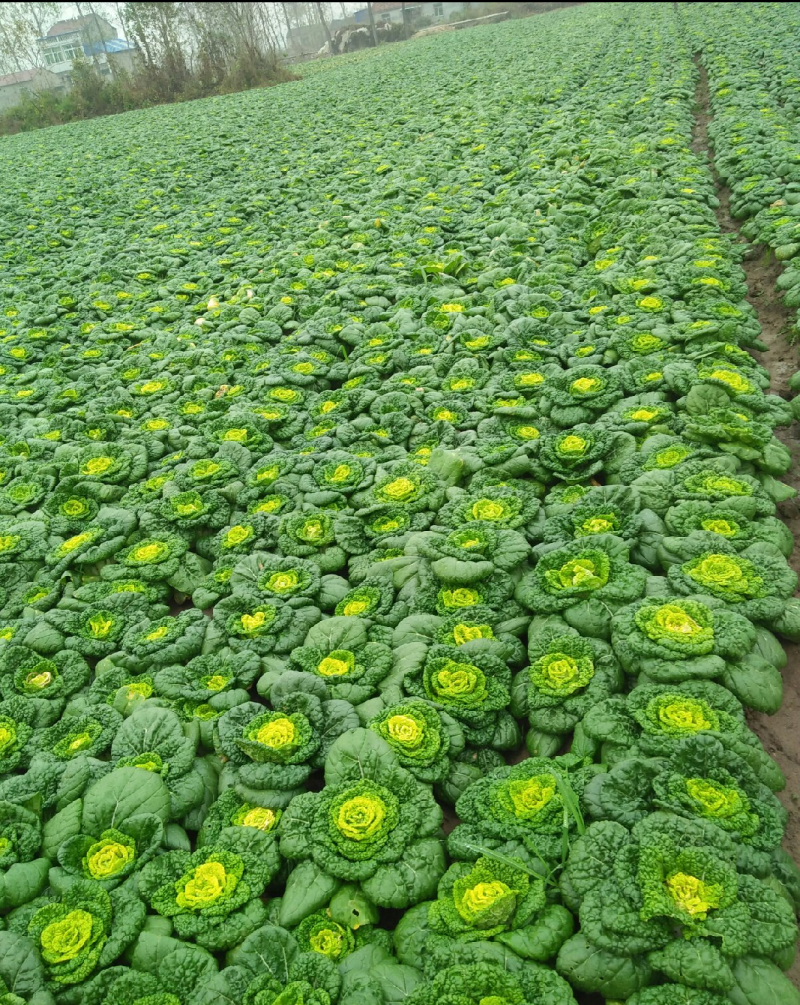 自家种植源头供应